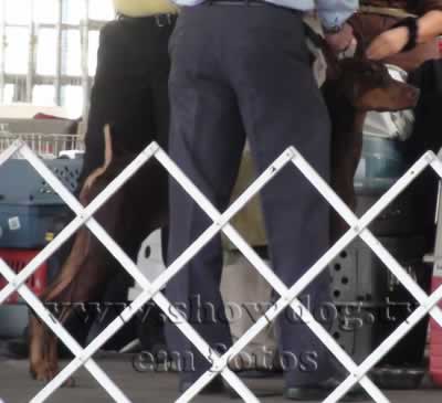 Clique sobre a foto para fechar